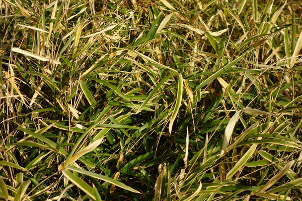 Patrón de malas hierbas en un rincón de una ciudad vital
                                - Foto, Imagen