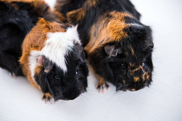 two black,white and red guinea pig in front of white background - Photo, image