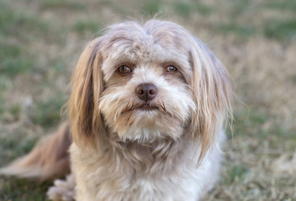 the bolonka zwetna is a russian dog breed of bichon frise. - Φωτογραφία, εικόνα