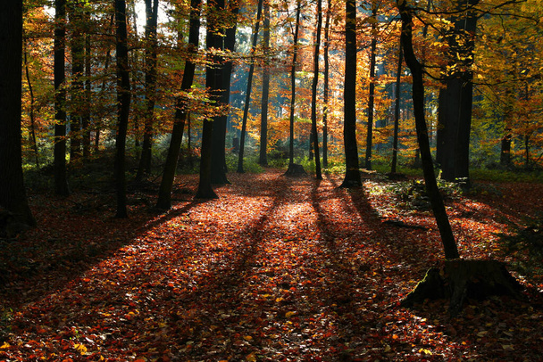 shade long in the autumn forest - 写真・画像