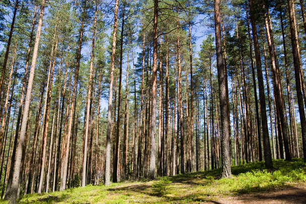 Pine wood - Foto, immagini