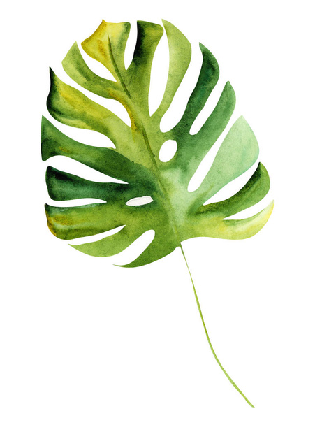 Illustration Aquarell Zeichnung botanischer Blätter exotischer Pflanzen auf einer weißen isolierten Schicht - Foto, Bild