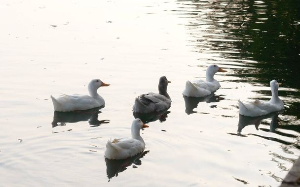 Стая уток-морских птиц (гусей-лебедей или анатид), плавающих на водной поверхности водно-болотного озера. Дикий фон
. - Фото, изображение