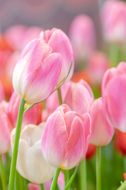 Primer plano tulipanes rosados y hojas verdes en el jardín con fresno
 - Foto, Imagen