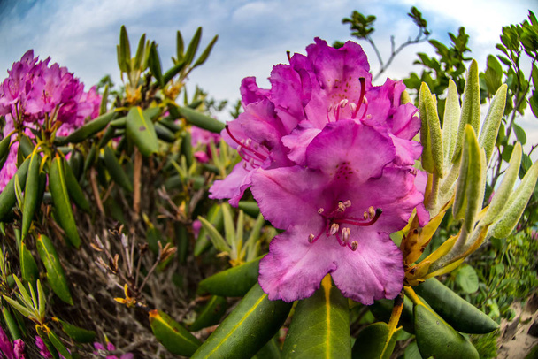 Fisheye Primo piano del Rhododendron
 - Foto, immagini