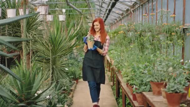 Šťastný zahradník žena v dopoledních hodinách s velkým úsměvem procházející květinovým skleníkem při držení krásné dekorativní rostlina v rukou a s láskou se dívá na rostlinu - Záběry, video