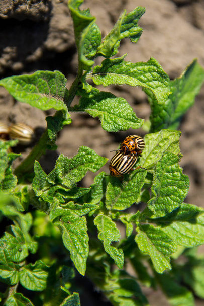 Σκαθάρι πατάτας του Κολοράντο (Lepinotarsa decemlineata σε νεαρή γλάστρα - Φωτογραφία, εικόνα