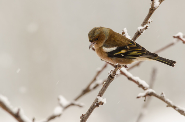 Female chaffinch bird winter - Photo, Image