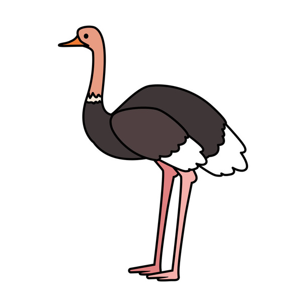 cute ostrich on white background - Vector, Image