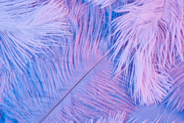 Neon glowing feathers of a bird background. Flat lay. - Фото, изображение