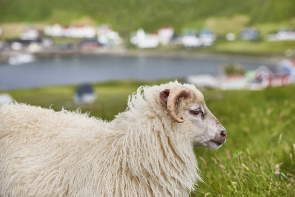 Owce pasące się na wybrzeżu Wysp Owczych. Zielony krajobraz krajobrazowy - Zdjęcie, obraz
