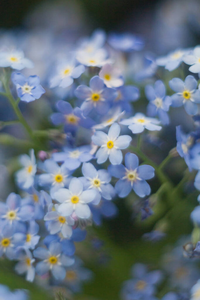 Fechar-se de pequenas flores azuis esquecer-me-não
 - Foto, Imagem