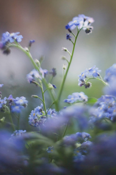 Primer plano de pequeñas flores azules. Olvídame.
 - Foto, Imagen