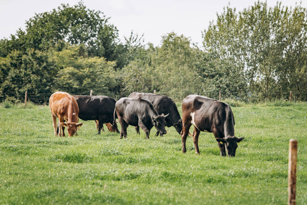 Группа коров, пасущихся на зеленом лугу. Коровы пасутся на ферме - Фото, изображение
