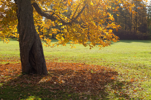 kaštanový podzim - Fotografie, Obrázek