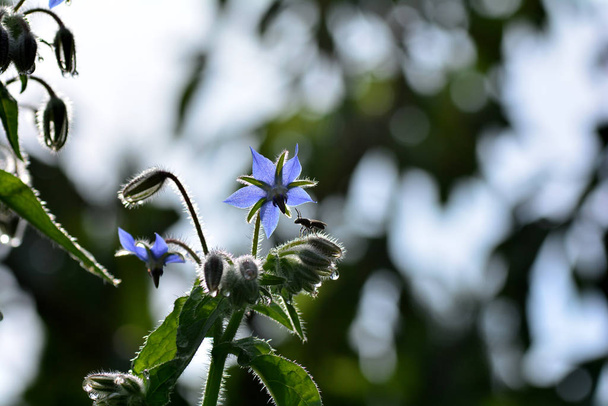 Сині бордові квіти в природі з бджолою
 - Фото, зображення