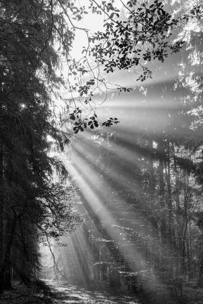 Bla y rayos blancos de Dios - rayos de sol en el bosque de la mañana
 - Foto, Imagen