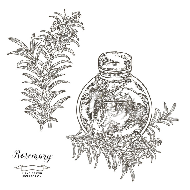 Kerek üveg olaj rozmaringos ággal. Rosemary növény készlet. Orvosi és konyhai gyógynövények. Kézzel rajzolt vektor illusztráció. Szüreti metszet. - Vektor, kép