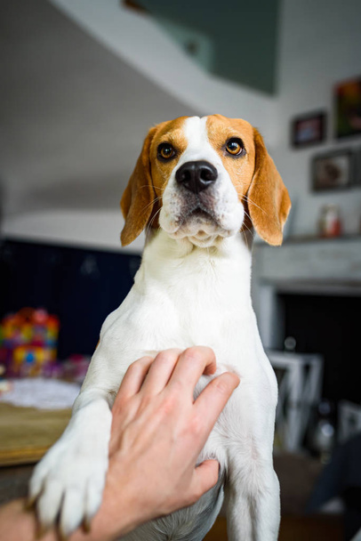 Owner pet a beagle dog. Scratching dog chest. - Zdjęcie, obraz