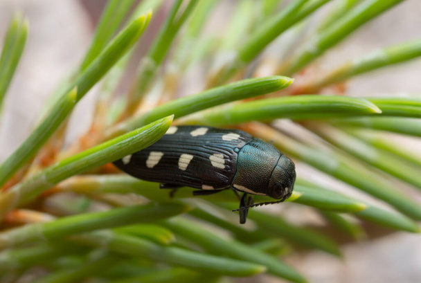 Escarabajo joya, buprestis octoguttata en aguja de pino
 - Foto, imagen