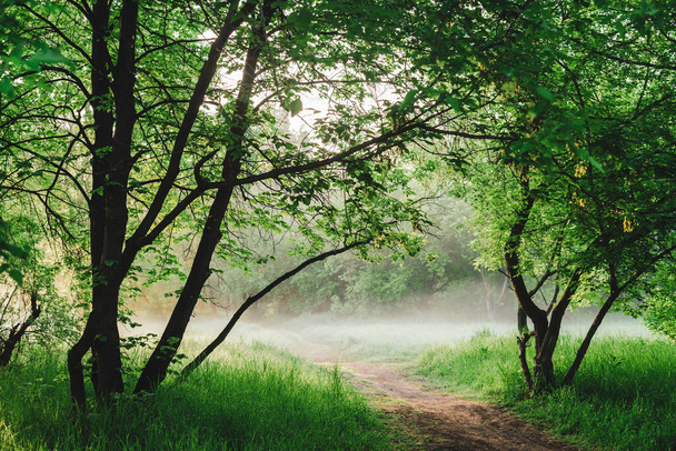 Malowniczy słoneczny zielony krajobraz z chodnikiem pod drzewami w parku wczesnym rankiem  - Zdjęcie, obraz