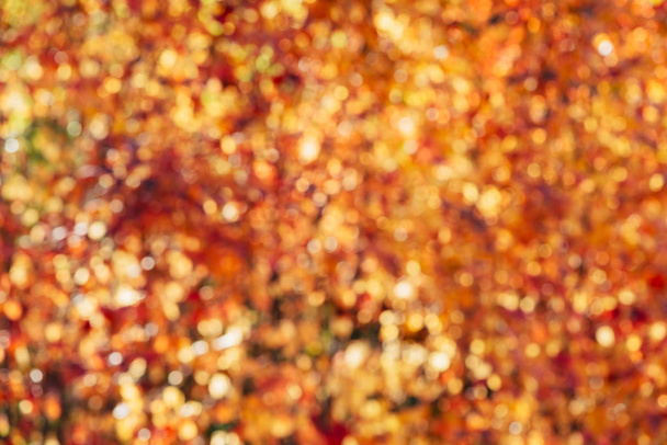 Naturaleza desenfocada fondo otoño al atardecer
 - Foto, imagen