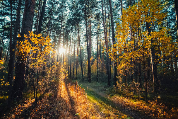 Increíble paisaje escénico temprano en la mañana en el bosque de otoño
 - Foto, imagen