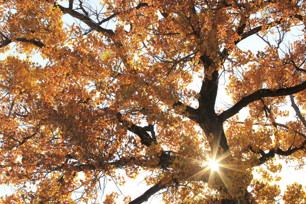 Close up of cottonwood tree with sunburst - Zdjęcie, obraz