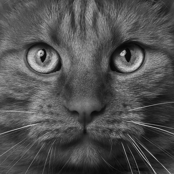 Äärimmäinen lähikuva kissasta, joka katsoo kameraan. Musta ja valkoinen kuva
. - Valokuva, kuva