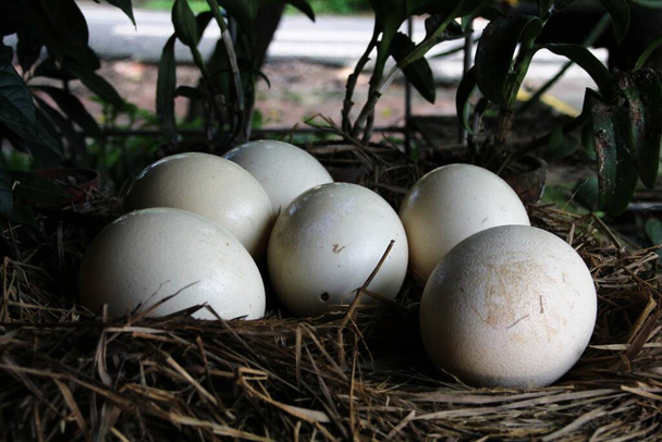 Prázdné pštrosí skořápky v hnízdě - Fotografie, Obrázek