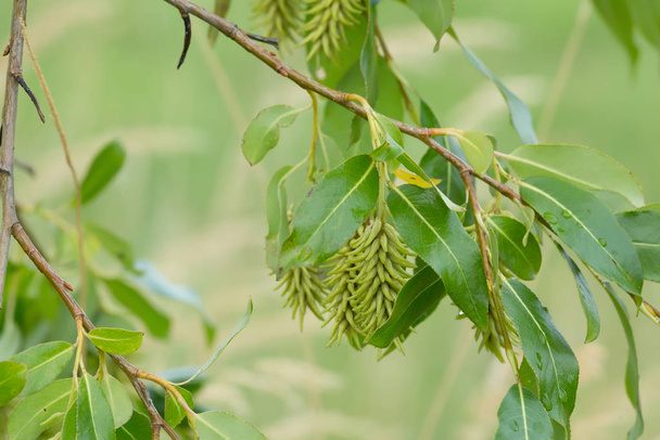 Wierzba bagienna, gałązka Salix pentandra z nasionami późnym latem - Zdjęcie, obraz