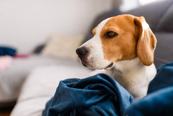 Beagle pes smutný oči velký nos. Na výšku, kopírovat mezeru - Fotografie, Obrázek