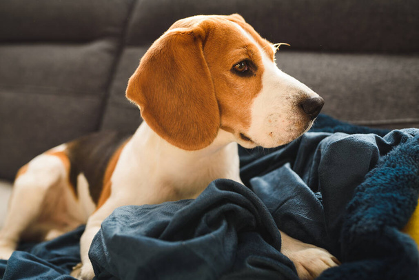 Beagle dog sad eyes big nose. Portrait, Copy space - Фото, изображение