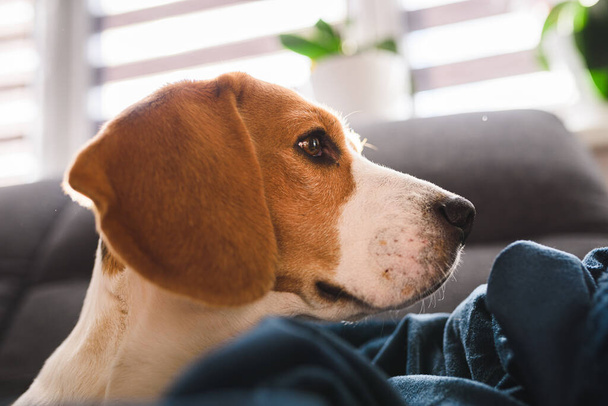 Beagle dog sad eyes big nose. Portrait, Copy space - Photo, Image
