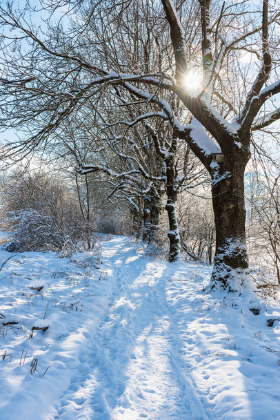 winter in the foothills of the alps - Foto, Imagen