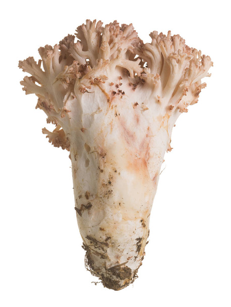 Pink-tipped coral mushroom, Ramaria botrytis isolated on white background - Photo, Image