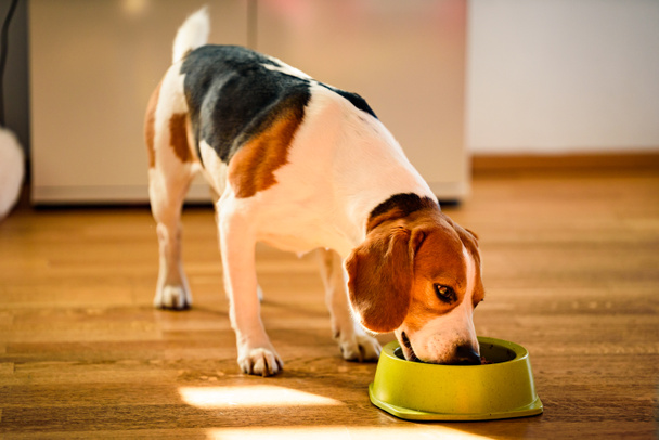 Dog beagle eating canned food from bowl in bright interior. - Φωτογραφία, εικόνα