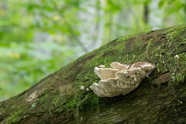 Roble mazegill, Daedalea quercina que crece en madera de roble
 - Foto, Imagen