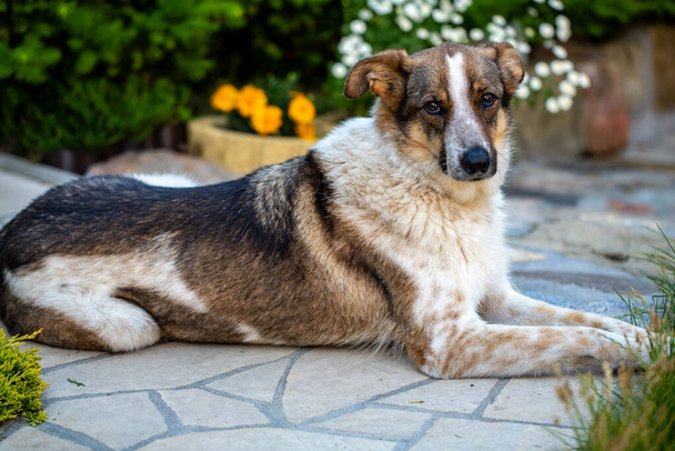 evsiz köpek hayvan barınağı sıktı  - Fotoğraf, Görsel