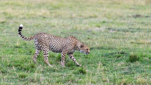Der primäre erwachsene männliche Gepard, Aminonyx jubatus, bewegt sich heimlich durch die Masai Mara, Kenia. - Foto, Bild