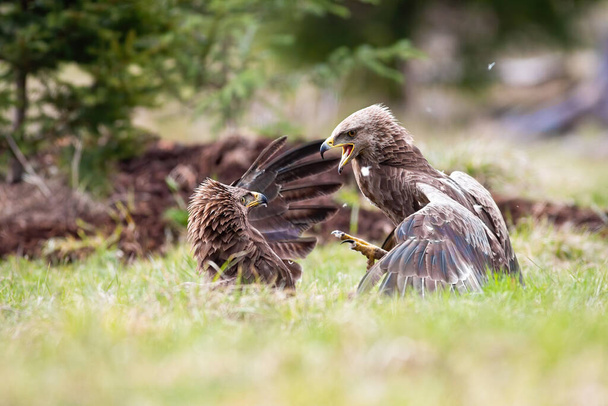Lesser spotted eagles fighting in a duel against each other - Photo, Image