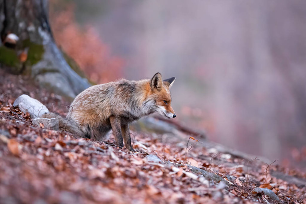 Внимательная рыжая лиса, сосредоточенная на охоте в осеннем и мрачном лесу
 - Фото, изображение