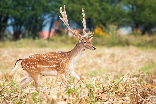 Male fallow deer escaping through agricultural field during harvest - Fotoğraf, Görsel