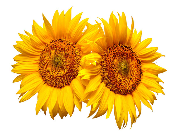 Two sunflowers isolated on white background. Flower bouquet. The - Φωτογραφία, εικόνα