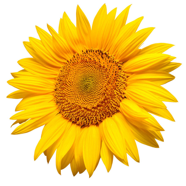 Sunflower head isolated on white background. Sun symbol. Flowers - Φωτογραφία, εικόνα