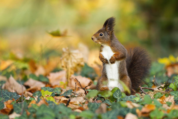 Lächelndes rotes Eichhörnchen steht in der herbstlichen bunten Umgebung - Foto, Bild