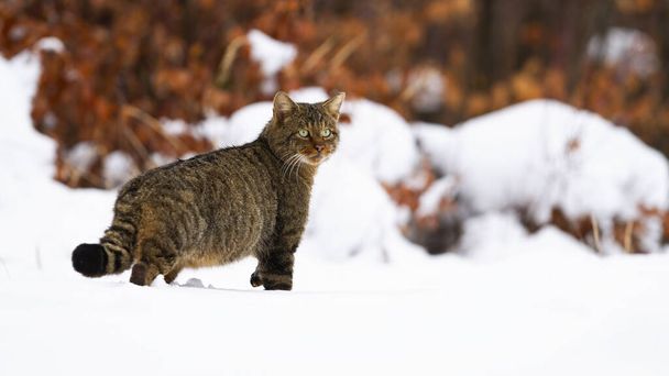 Europäische Wildkatze mit flauschigem Schwanz auf winterlicher Jagd - Foto, Bild