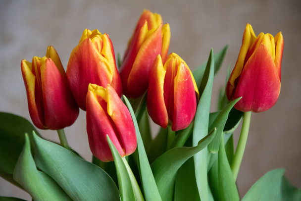 takje tulp bloemen in vaas close-up bekijken - Foto, afbeelding