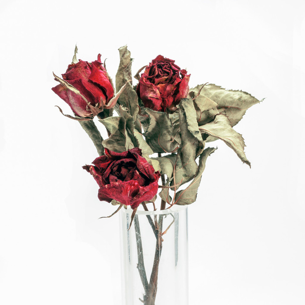 sušené růže - Fotografie, Obrázek