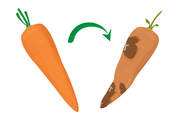 Fresco y delicioso zanahoria convertido en vector podrido aislado
 - Vector, Imagen